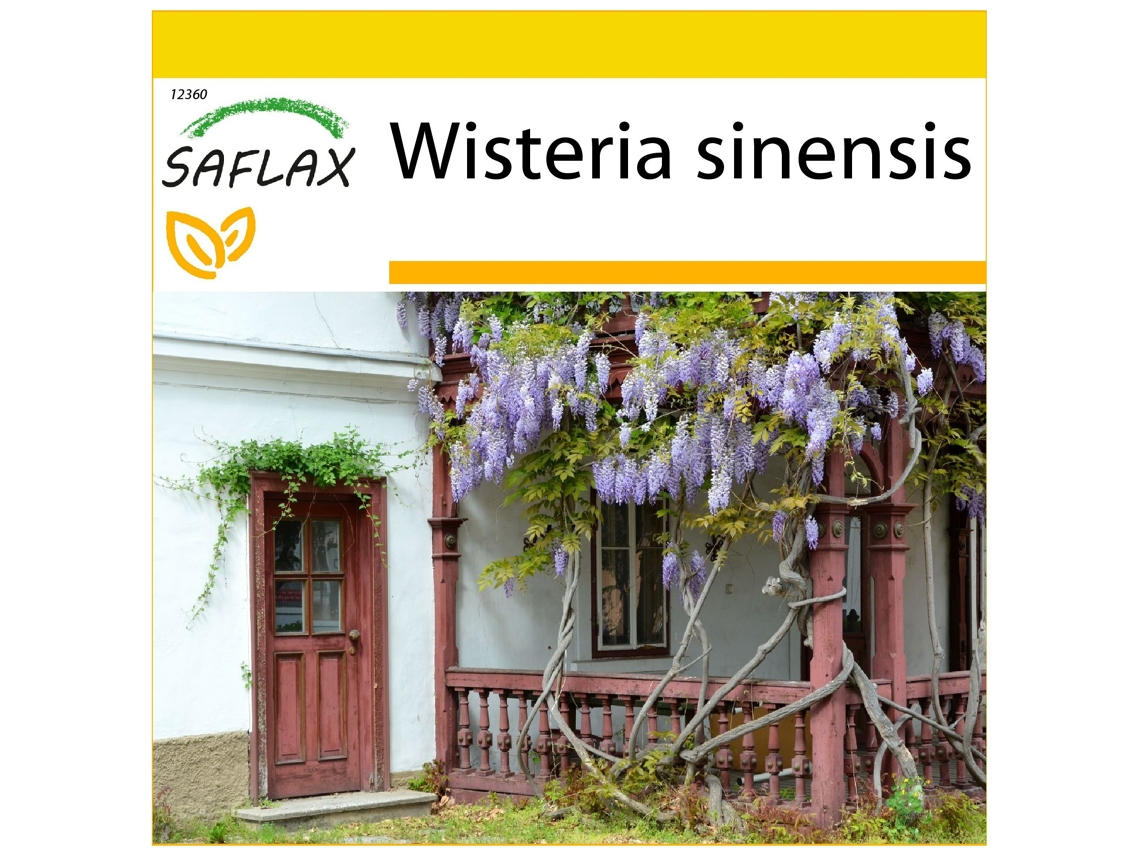 SAFLAX Conjunto de cultivo Flor de la pluma 4 semillas Con mini invernadero, sustrato de cultivo y 2 macetas Wisteria sinensis