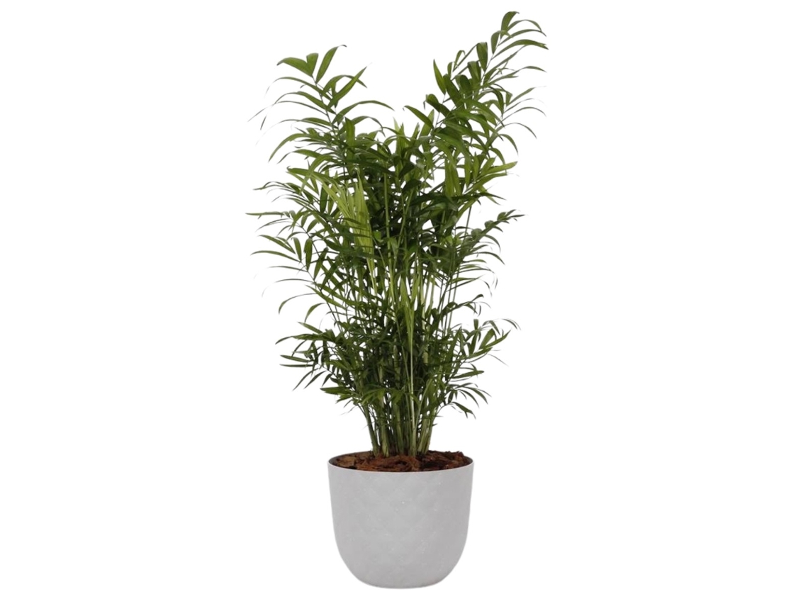 Planta Natural BIOMA PLANTS Chamaedorea Elegans c/Florero (Biodegradable, Granito - Blanco - 60-70 cm)