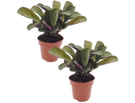 Plantas verdes - PLANT IN A BOX - Ctenanthe Amagris - Set de 2 - Maceta 12cm - Altura 20-30cm