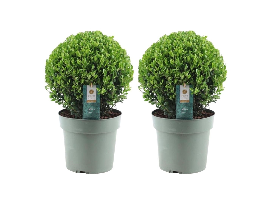 Bola de acebo XL | 2x Ilex crenata Jenny bola XL | Conjunto de 2 piezas | 25 cm Ø diámetro | reemplazo de boj | plantas | plantas de jardin