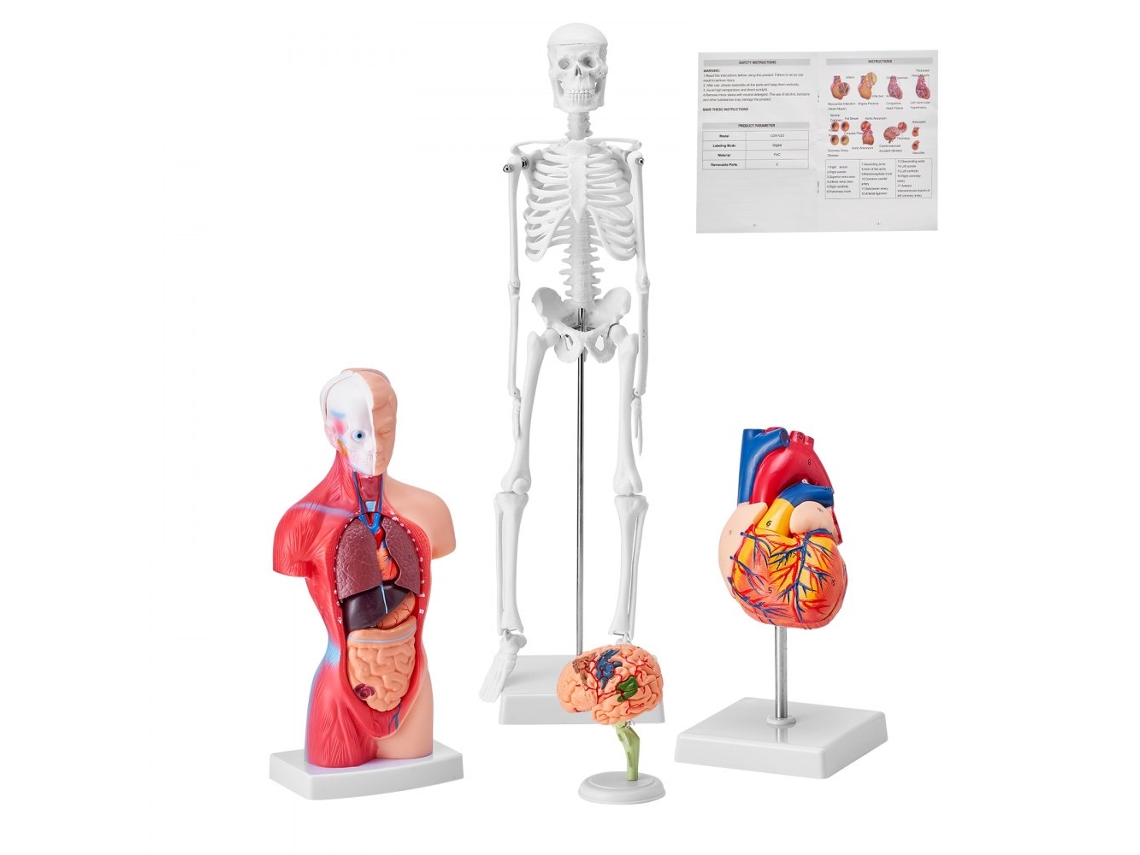 Conjunto de 4 modelos de anatomía humana con órganos, esqueleto, corazón y cerebro Tekmaquinas