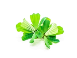 Pistia Stratiotes - Watter Lettuce - X5 Plants -3-5 Cm Size