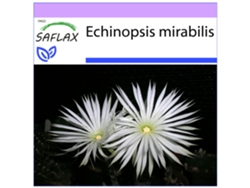 SAFLAX Cacto erizo de mar 40 semillas Echinopsis mirabilis