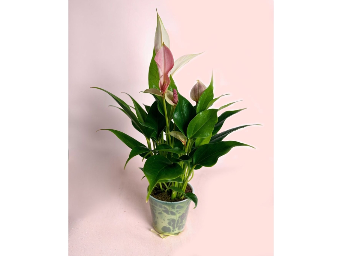 Anthurium Rosa Lilly Pink Mini 7 cm – Planta de interior con flor rosa