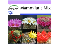 SAFLAX Mezcla mammillaria 40 semillas Mammilaria Mix