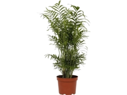 Planta Natural BIOMAPLANTS Chamaedorea Elegans (40-50 cm)