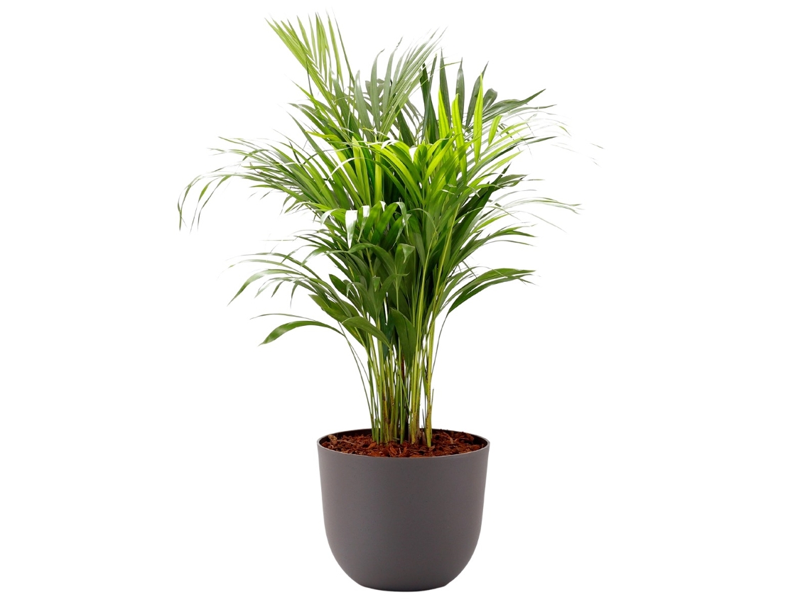 Planta Natural BIOMA PLANTS Areca c/Florero (Biodegradable, Vulcano - Gris - 100-110 cm)