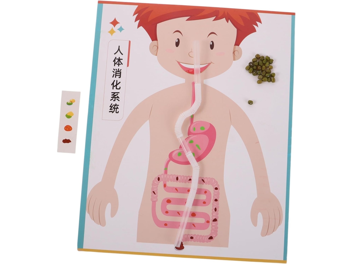 4 Juegos De Kits De Modelos Interactivos Del Sistema Digestivo Humano, Juguete Educativo Para Armar
