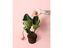 Medinilla Flamenco | Planta de interior con flores | Planta pura