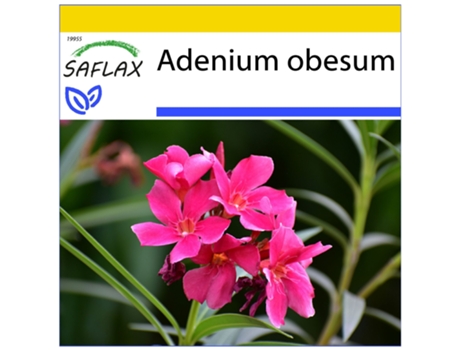 SAFLAX Conjunto de cultivo Rosa del desierto 8 semillas Con mini invernadero, sustrato de cultivo y 2 macetas Adenium obesum