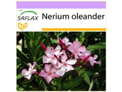 SAFLAX Oleandro 50 semillas Nerium oleander