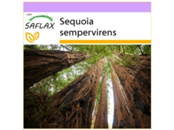SAFLAX Secuoya roja 50 semillas Sequoia sempervirens