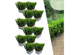 72 plantas de seto de huso verde | Euonymus japonicus Aguja verde | Reemplazo de boj | Plantas de seto resistentes