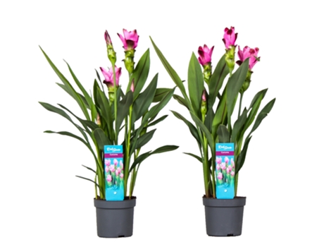 Plantas con flores - PLANT IN A BOX - Curcuma alismatifolia - Set de 2 - Maceta 13cm - Altura 50-70cm