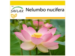 SAFLAX Conjunto de cultivo Lloto sagrado 8 semillas Con mini invernadero, sustrato de cultivo y 2 macetas Nelumbo nucifera