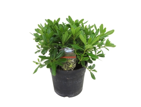 Plantas mediterráneas - PLANT IN A BOX - Pittosporum tobira nanum - Set de 1 - Maceta 19cm - Altura 30-40cm