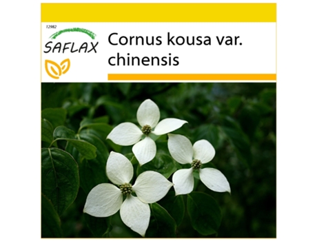 SAFLAX Conjunto de cultivo Cornejo chino 30 semillas Con mini invernadero, sustrato de cultivo y 2 macetas Cornus kousa var. chinensis