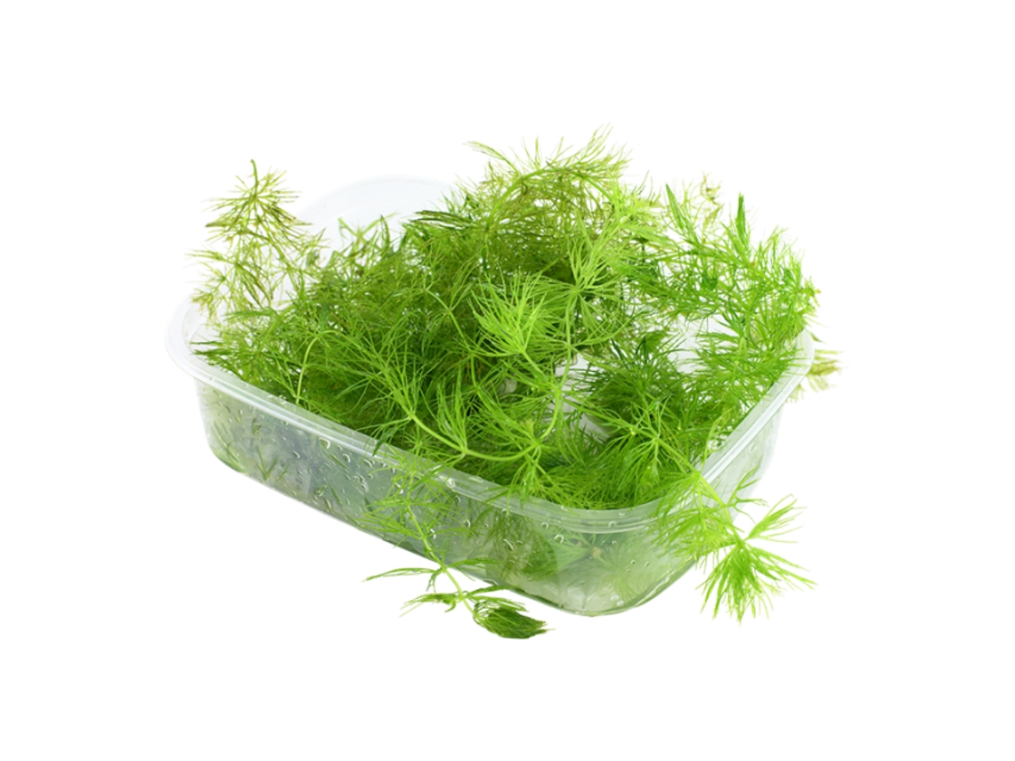 Ceratophyllum Demersum 'rabo de raposa'