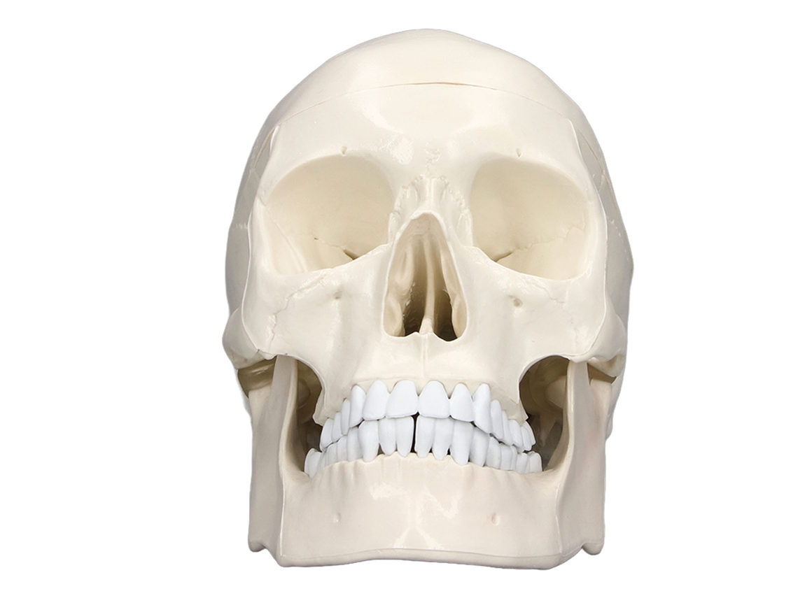 Modelo De Cráneo Humano Desmontable A Escala 1:1 En Pvc Para La Enseñanza De La Anatomía, Con 3 Partes.