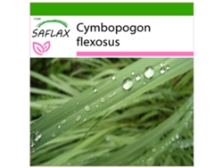 SAFLAX Pasto limón 50 semillas Con sustrato de cultivo libre de gérmenes Cymbopogon flexosus