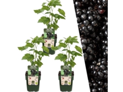 Plantas de Frank | 3 plantas de mora | 100 plantas frutales orgánicas | moras | plantas de jardin | Plantas resistentes para el jardín