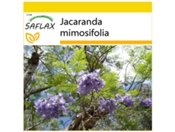 SAFLAX Conjunto de cultivo Palisandro 50 semillas Con mini invernadero, sustrato de cultivo y 2 macetas Jacaranda mimosifolia