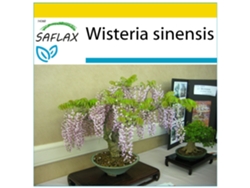 SAFLAX Conjunto de cultivo Glicinia 4 semillas Con mini invernadero, sustrato de cultivo y 2 macetas Wisteria sinensis