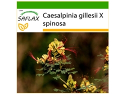 SAFLAX Ave del paraíso 10 semillas Con sustrato de cultivo libre de gérmenes Caesalpinia gillesii X spinosa