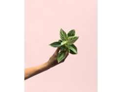 Philodendron Birkin Mini | Planta Tropical Elegante | Pur Plant