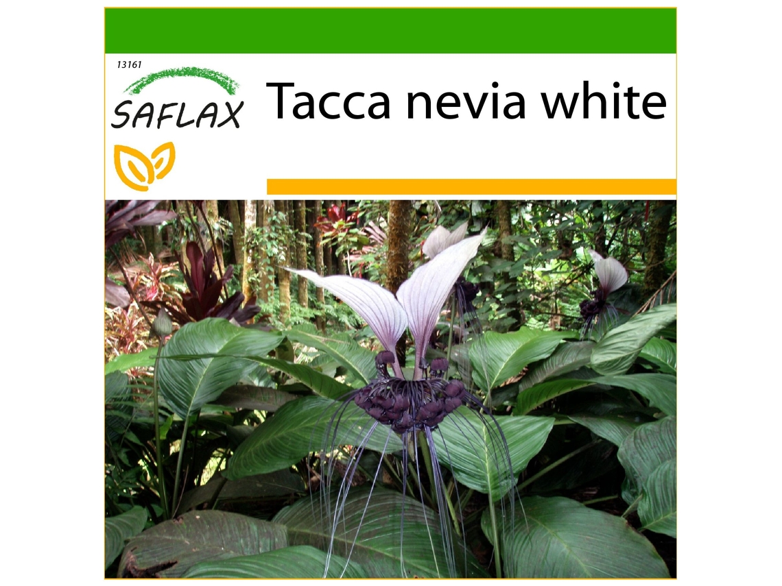 SAFLAX Planta murciélago 10 semillas Con sustrato de cultivo libre de gérmenes Tacca nevia white