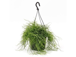 Planta Natural BIOMAPLANTS Rhipsalis baccifera ‘Oasis’ (30-40 cm - Maceta 19 cm)