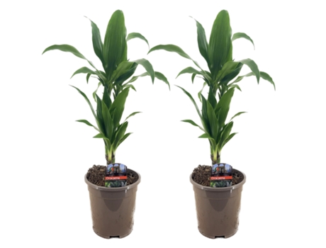 Plantas verdes - PLANT IN A BOX - Dracaena deremensis 'Janet Craig' - Set de 2 - Maceta 17cm - Altura 60-70cm