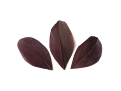 50 plumas cortadas de 60 mm - Brown