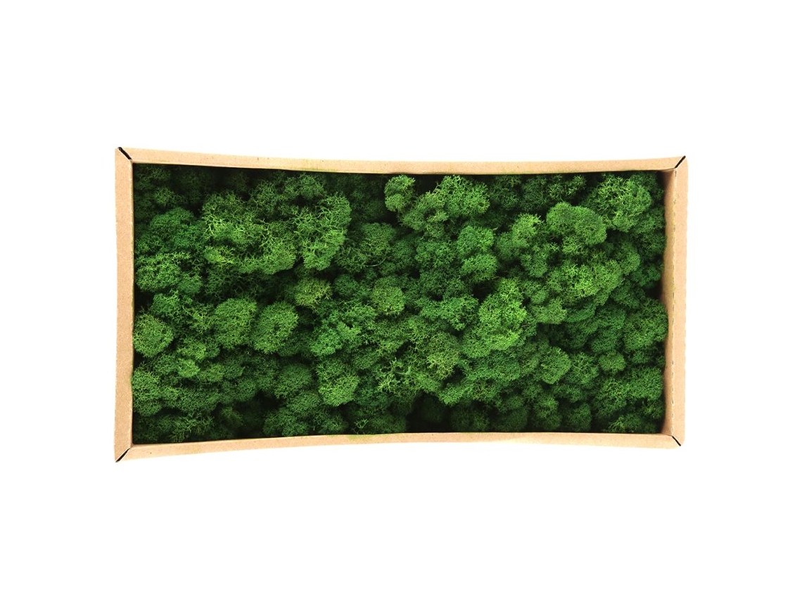 Musgo Natural Preservado, Decorativo, Duradero, 500 G, Para Decoración Del Hogar Y Maquetas.