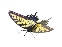 Kit de modelo de metal 3D de mariposa cola de golondrina tigre de tierra de Fascinations