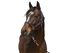 Cabeçada Grooming Azul Fullnorton Equestrian