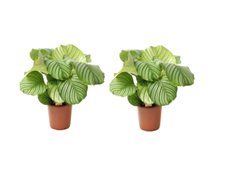 Plantas verdes - PLANT IN A BOX - Calathea Orbifolia - Set de 2 - Maceta 21cm - Altura 55-60cm