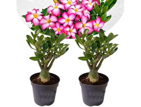 Plantas con flores - PLANT IN A BOX - Adenium Obesum - Set de 2 - Maceta 10.50cm - Altura 25-40cm