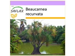 SAFLAX Pata de elefante 10 semillas Beaucarnea recurvata