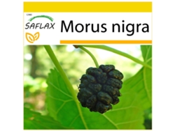 SAFLAX Conjunto de cultivo Mora negra 200 semillas Con mini invernadero, sustrato de cultivo y 2 macetas Morus nigra