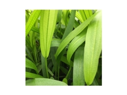 Echinodorus Horemanii Green