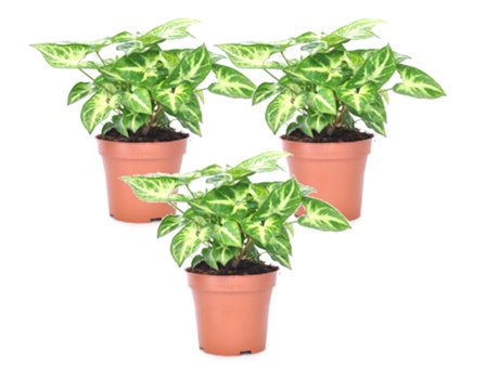 Plantas verdes - PLANT IN A BOX - Syngonium 'Pixie' - Set de 3 - Maceta 12cm - Altura 25-40cm