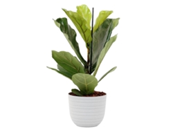Planta Natural BIOMA PLANTS Ficus Lyrata c/Florero (Biodegradable, Caliza - Blanco - 60-70 cm)