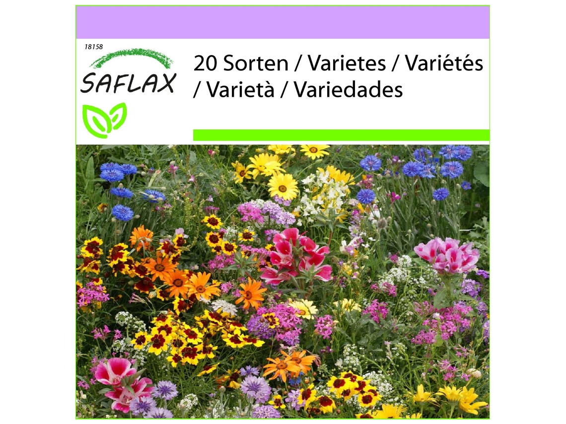 SAFLAX Enanos de jardín grandes 1000 semillas Mix