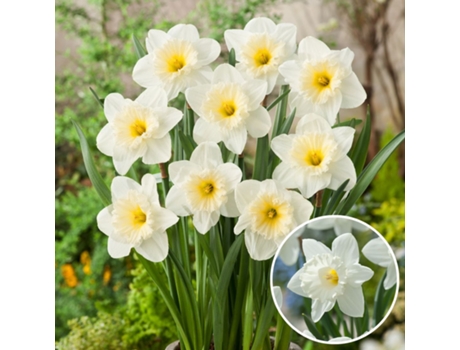 Bulbos de flor - PLANT IN A BOX - Narcissus Mount Hood - Set de 15 - Maceta 0cm - Altura 0cm