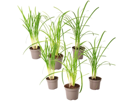 Plantas con flores - PLANT IN A BOX - Tulbaghia violacea - Set de 6 - Maceta 9cm - Altura 15-25cm