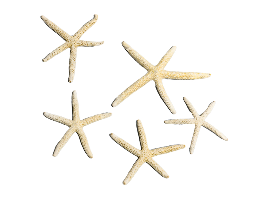 Juego De Decoración De Acuario Con Forma De Estrella De Mar, Marco Para Campanillas De Viento Diy De 5-7,5 Cm, 5 Piezas