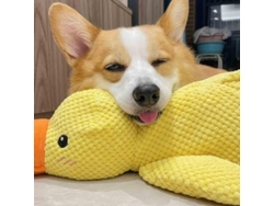 2026-juguete De Pato Con Sonido Real Para Perros, De Peluche, Resistente A Mordiscos, Compatible Con Razas De Todos Los Tamaños