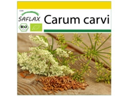 SAFLAX Conjunto de cultivo Ecológico Comino 800 semillas Con mini invernadero, sustrato de cultivo y 2 macetas Carum carvi