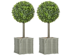2 Plantas De Árbol Uv En Macetas De Plástico Y Cemento Verde